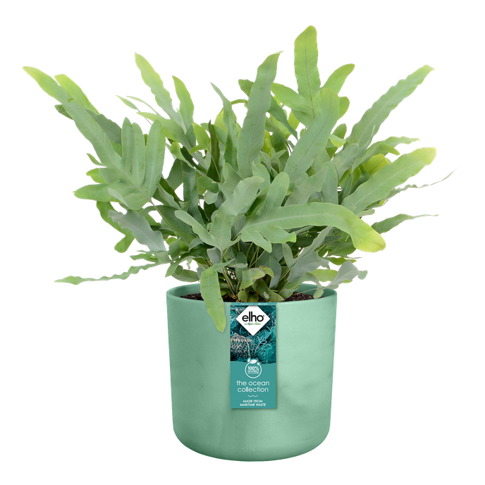 the ocean collection ronde 14cm vert pacifique